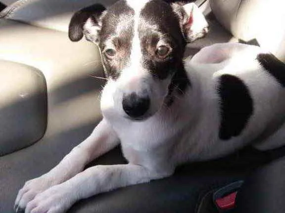 Cachorro ra a  idade 2 a 6 meses nome Isis