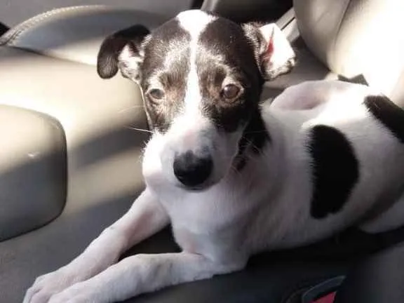 Cachorro ra a  idade 2 a 6 meses nome Isis