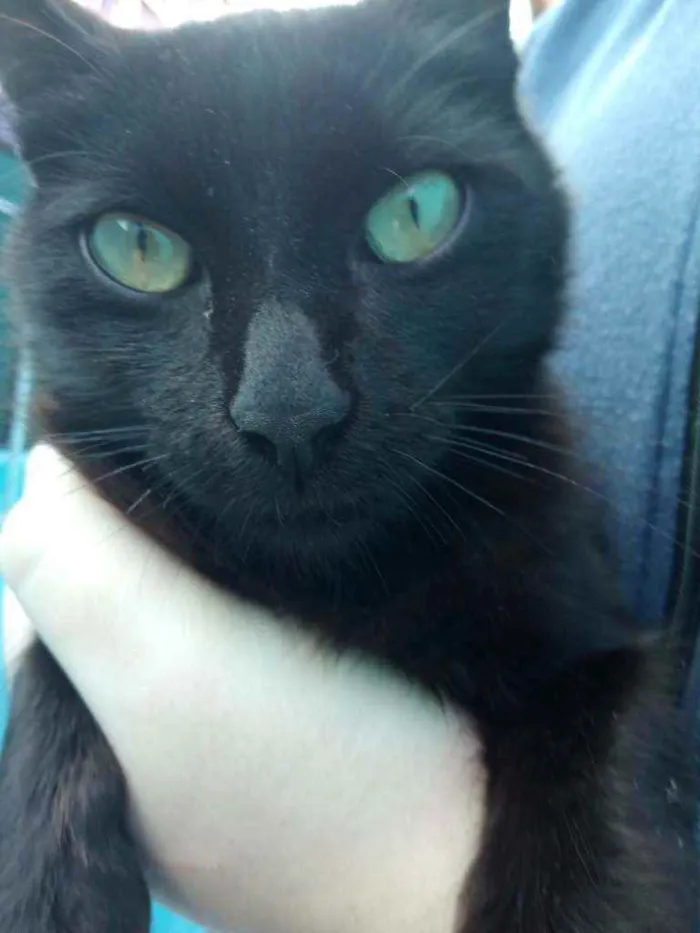 Gato ra a Não sei idade 2 a 6 meses nome Peralta
