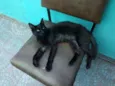 Peralta