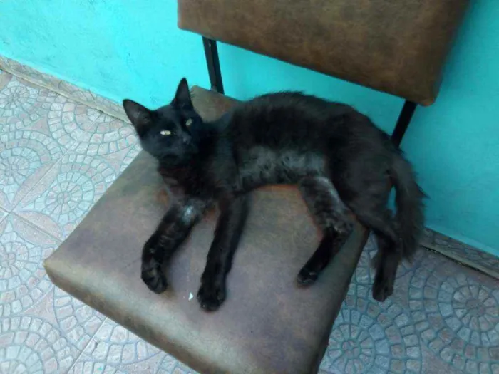 Gato ra a Não sei idade 2 a 6 meses nome Peralta