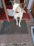 Magrela