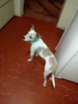 Magrela