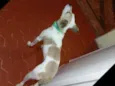 Magrela