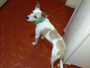 Cachorro raça Misturinha viralata idade 4 anos nome Magrela