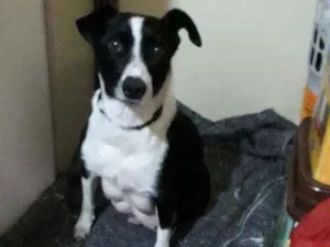 Cachorro raça Mix de collie idade 2 anos nome Mancha