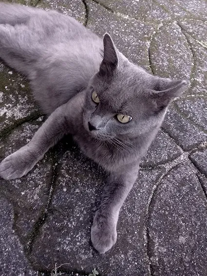 Gato ra a Chartreux idade 2 anos nome Fefo