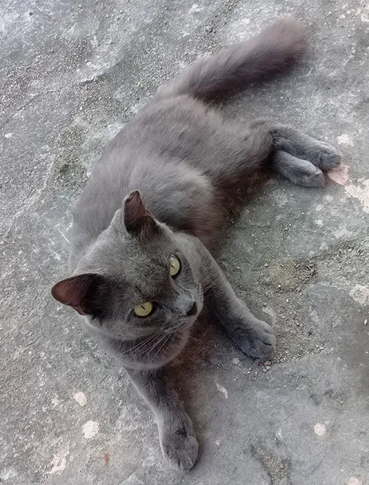 Gato ra a Chartreux idade 2 anos nome Fefo