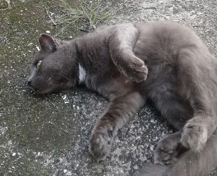 Gato ra a Chartreux idade 2 anos nome Fefo