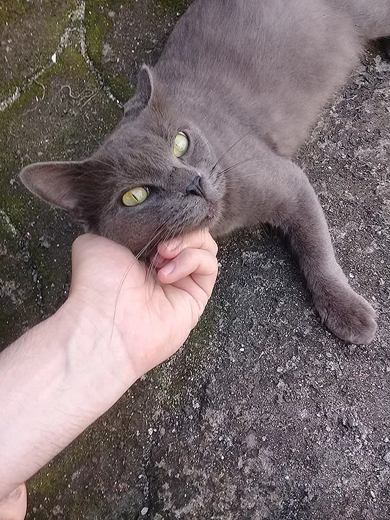 Gato ra a Chartreux idade 2 anos nome Fefo