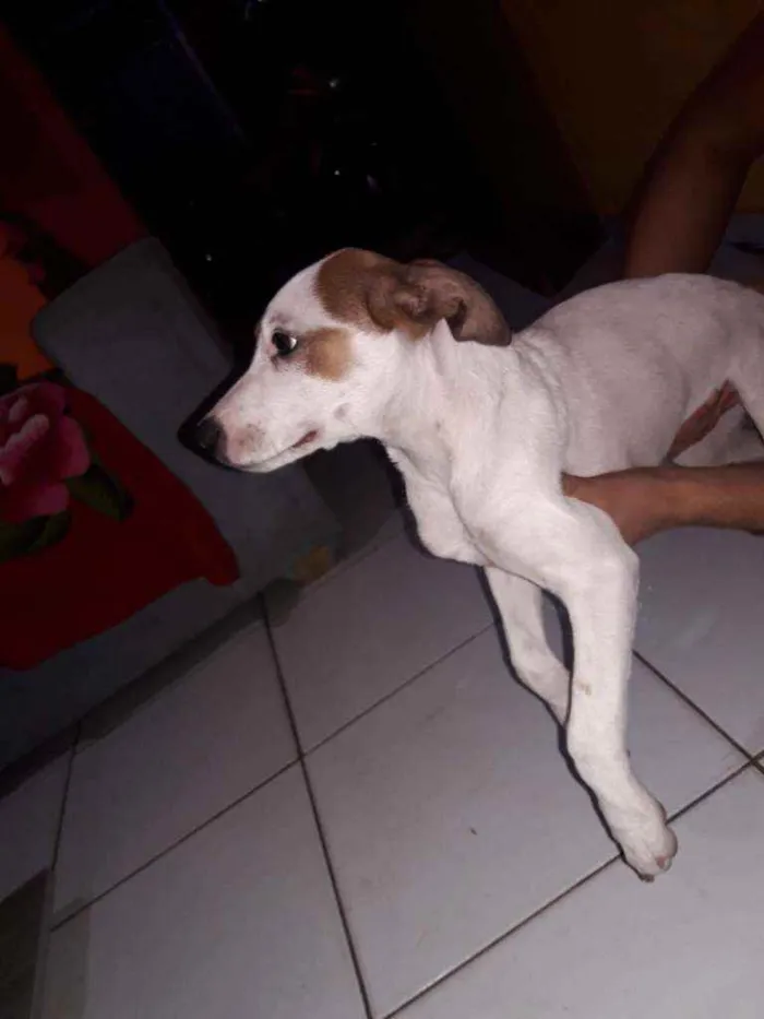 Cachorro ra a Vira lata  idade 2 a 6 meses nome Lolita