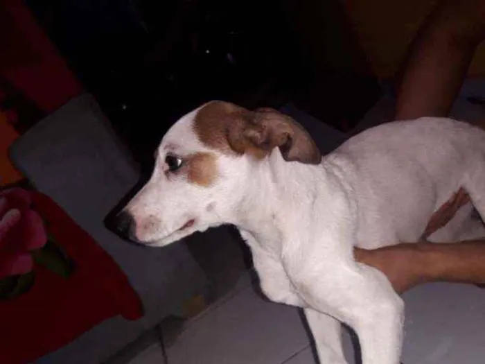 Cachorro ra a Vira lata  idade 2 a 6 meses nome Lolita