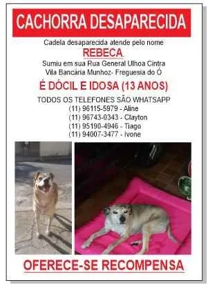 Cachorro ra a Vira lata idade 6 ou mais anos nome Rebeca