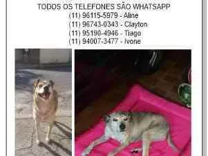 Cachorro ra a Vira lata idade 6 ou mais anos nome Rebeca