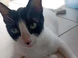 Gato raça Indefinida idade 1 ano nome Darling