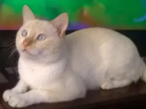 Gato raça Mestiça idade 3 anos nome Nick