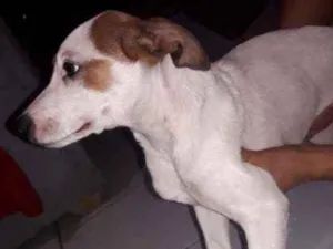 Cachorro raça Vira lata  idade 2 a 6 meses nome Lolita