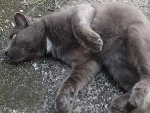 Gato raça Chartreux idade 2 anos nome Fefo