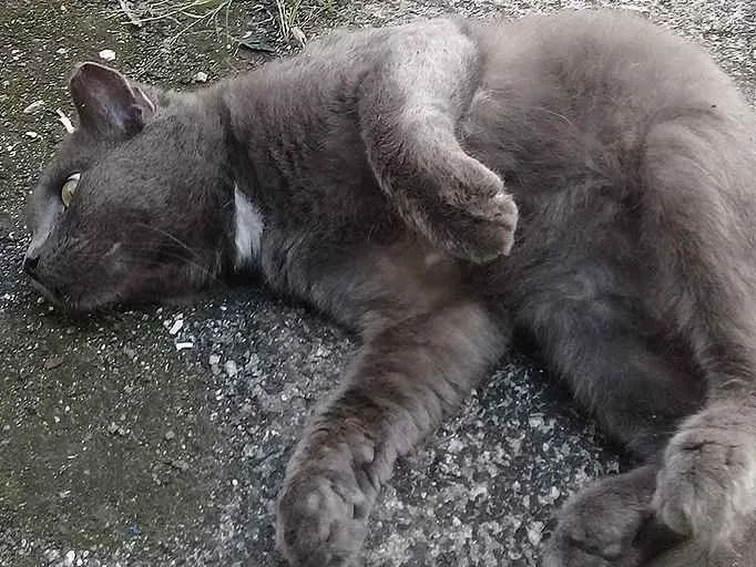 Gato ra a Chartreux idade 2 anos nome Fefo