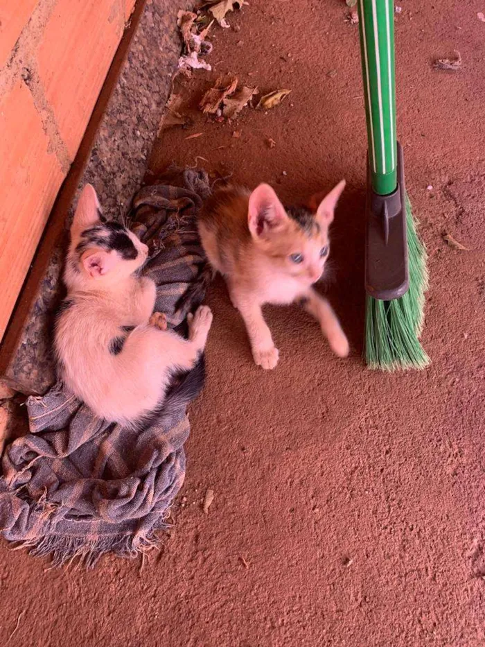 Gato ra a  idade 2 a 6 meses nome NÃO TEM NOME