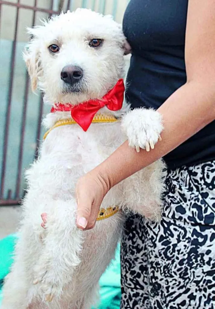 Cachorro ra a Mestiço  idade 3 anos nome Beleza 