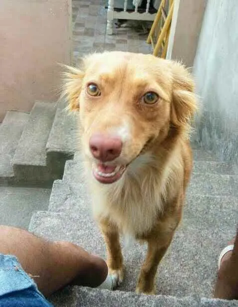 Cachorro ra a Mestiço idade 2 anos nome Mel