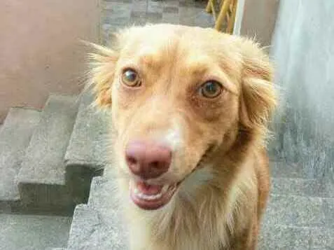 Cachorro ra a Mestiço idade 2 anos nome Mel