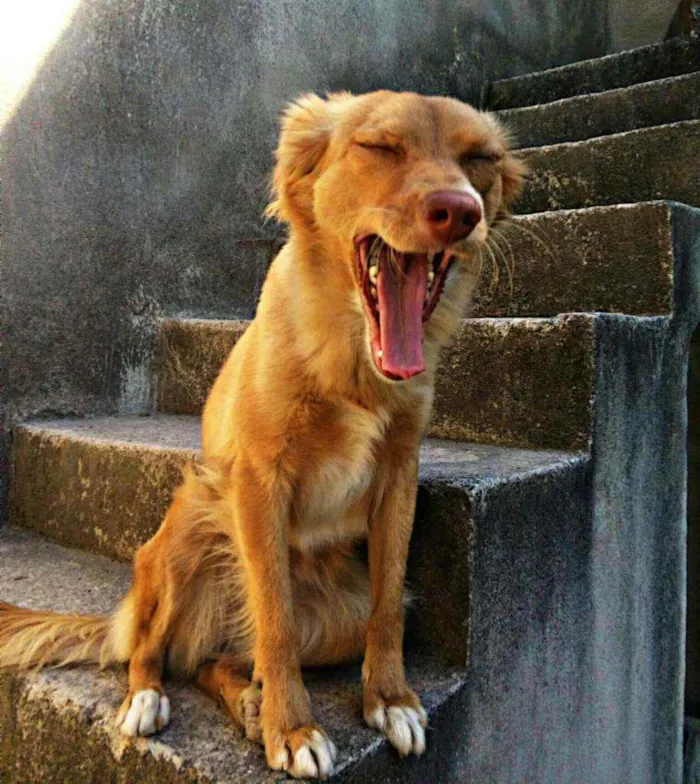 Cachorro ra a Mestiço idade 2 anos nome Mel