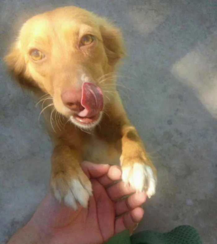 Cachorro ra a Mestiço idade 2 anos nome Mel