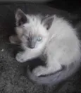 Belinha 