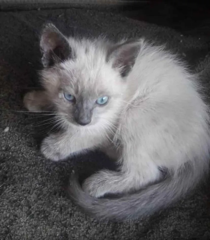 Gato ra a Mestiça  idade 2 a 6 meses nome Belinha 