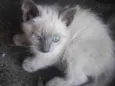 Belinha 