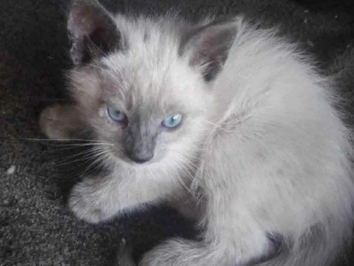 Gato ra a Mestiça  idade 2 a 6 meses nome Belinha 