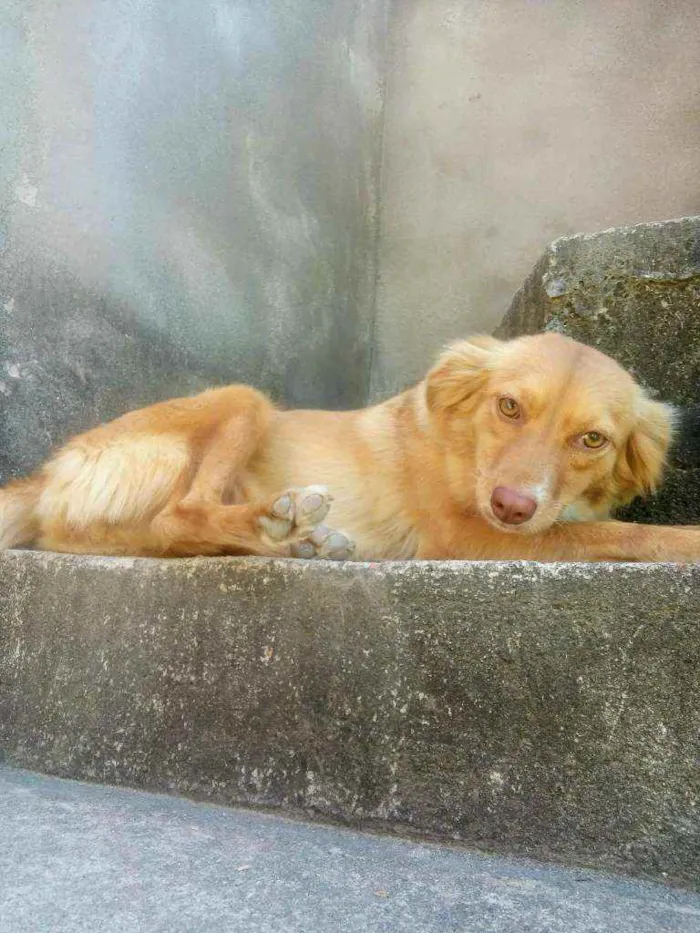Cachorro ra a Mestiço idade 2 anos nome Mel