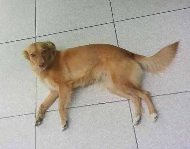 Cachorro ra a Mestiço idade 2 anos nome Mel