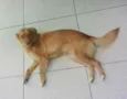 Mel