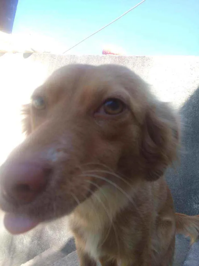 Cachorro ra a Mestiço idade 2 anos nome Mel