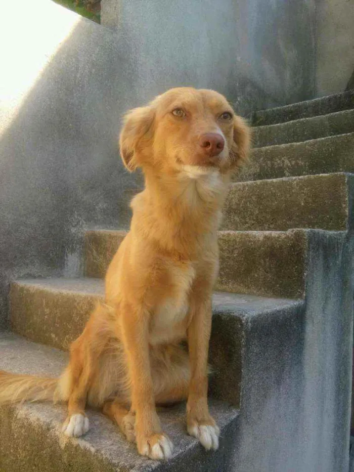 Cachorro ra a Mestiço idade 2 anos nome Mel