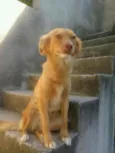 Mel
