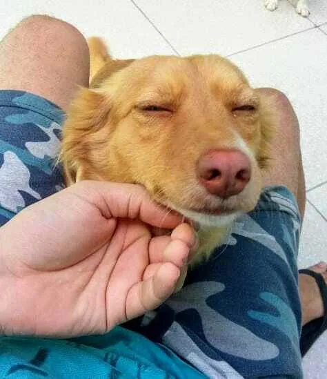 Cachorro ra a Mestiço idade 2 anos nome Mel