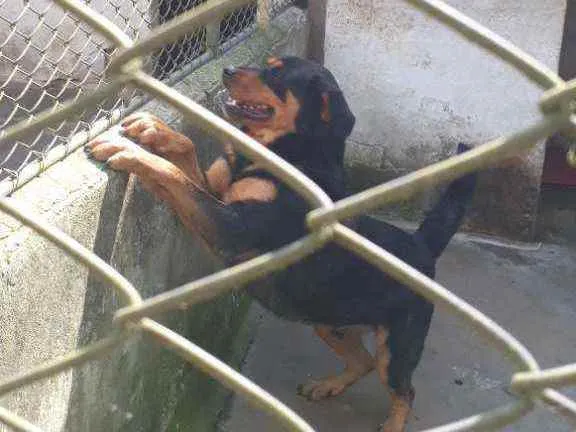 Cachorro ra a Rott idade 2 anos nome Rico