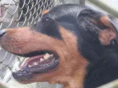 Cachorro ra a Rott idade 2 anos nome Rico