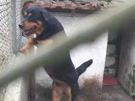 Cachorro ra a Rott idade 2 anos nome Rico