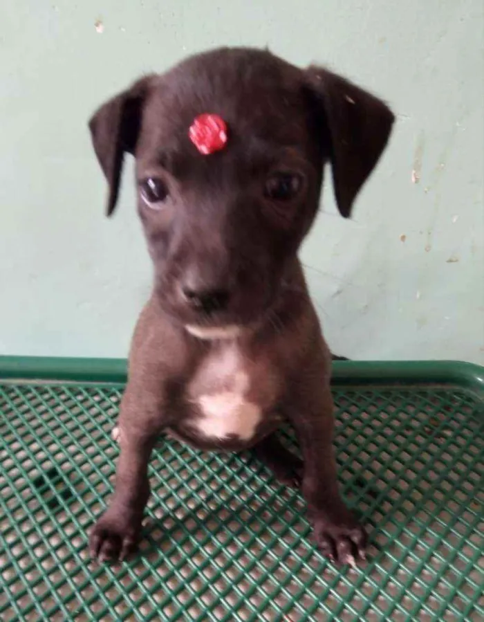 Cachorro ra a Srd idade 2 a 6 meses nome Zoe