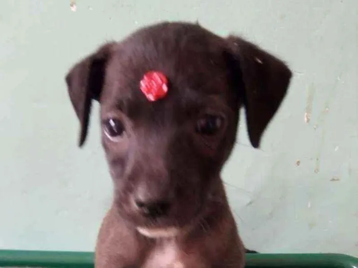 Cachorro ra a Srd idade 2 a 6 meses nome Zoe