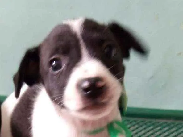 Cachorro ra a Srd idade 2 a 6 meses nome Cloe