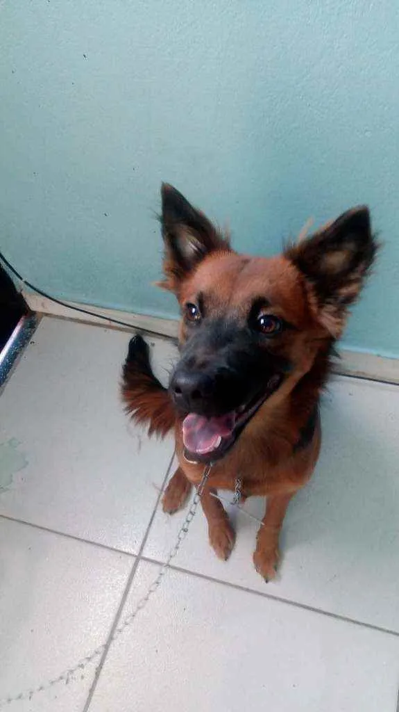 Cachorro raça Pastor alemán idade 7 a 11 meses nome Niña