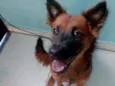 Niña