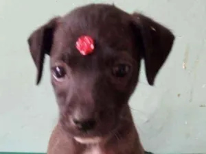 Cachorro raça Srd idade 2 a 6 meses nome Zoe