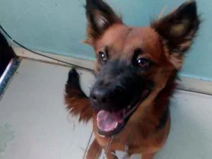 Cachorro raça Pastor alemán idade 7 a 11 meses nome Niña